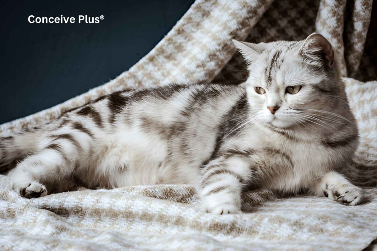 How Old Should A Cat Be to Get Pregnant? - Conceive Plus® UK
