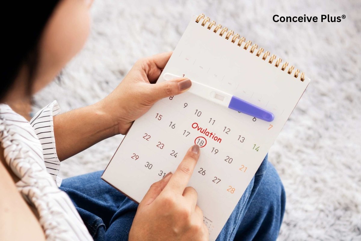 Understanding Your Ovulation Cycle and Falling Pregnant - Conceive Plus® UK