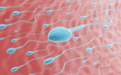 Big sperm don't always win the race - Conceive Plus® UK