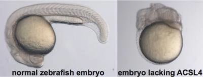 Fatty acids crucial to embryonic development - Conceive Plus® UK